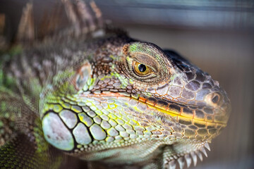 Fototapeta premium Extreme close-up of a green iguana head highlighting intricate scale patterns, vivid colors and sharp details in a natural reptile portrait.