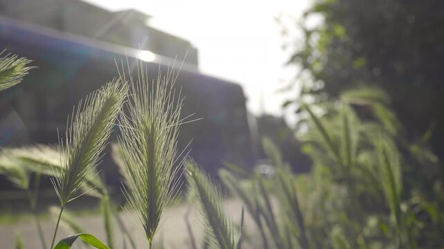 Eco-friendly tramway passing through lush green urban park with flowers