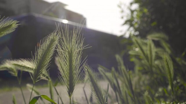 Eco-friendly tramway passing through lush green urban park with flowers