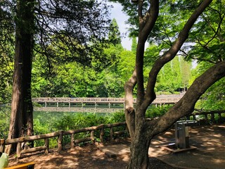 Fototapeta premium Pond in Fresh Green Park with Summer Sunlight Through Trees