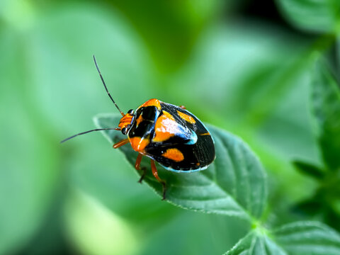 Close up of bug perched on the leaves, Bagrada bug