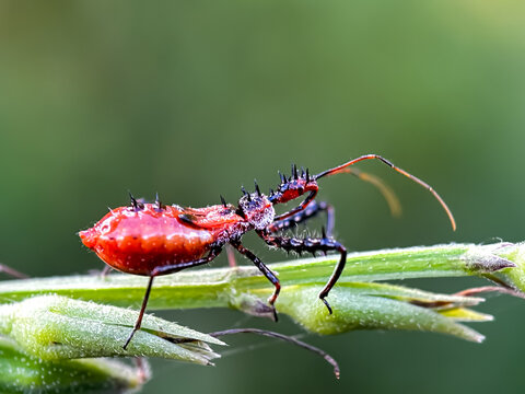 Close up of assassin bug (family Reduviidae)