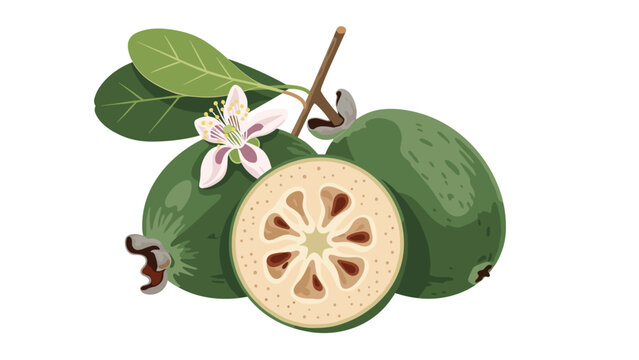 Detailed illustration of green feijoa fruits including whole, sliced, and a delicate white flower with red stamens on a white background.