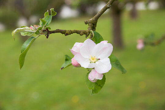 blossiom of an appple tree with blurry garden background