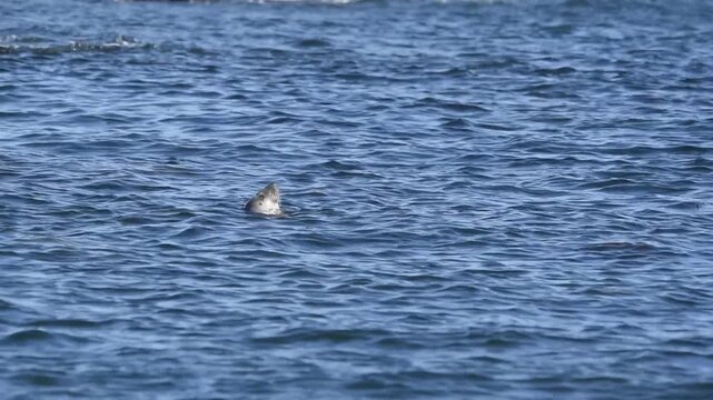 young seal scotland isle of may floating in water poking head out of water enjoying sun