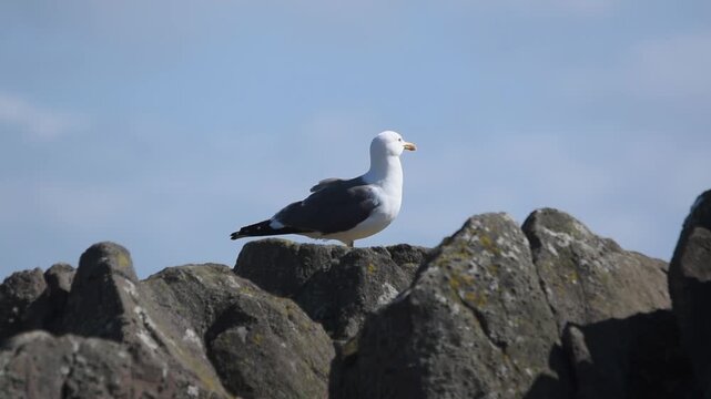 rocky shore sunny scottish day black back gull bird on isle of may
