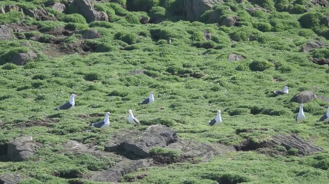 black backed gull on green grass of isle of may stormy weather sunny day sea marine seabird