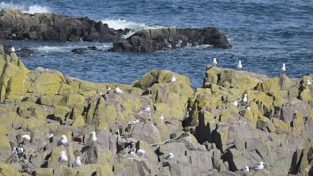 rocky shore sunny scottish day black back gull bird on isle of may
