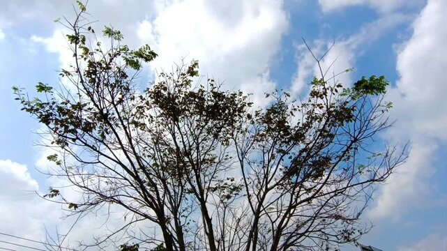 Footage of tree branches with sparse leaves gently swaying in a warm summer breeze under a bright sky, illustrating dry season heat, natural movement, and seasonal leaf shedding.