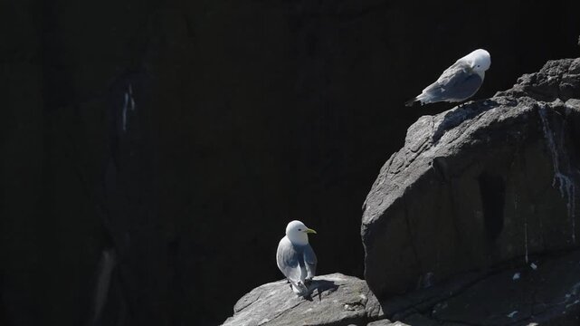 kittiwake gull bird resting on a cliff rock with a black shadow background strong highlights