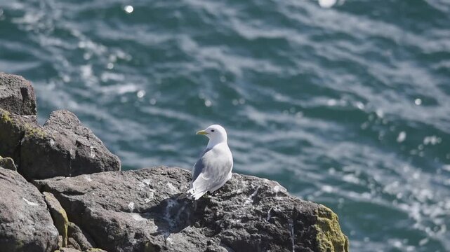 kittiwake gull bird resting on a cliff rock with a background of stormy sea waves frothing foaming splashes