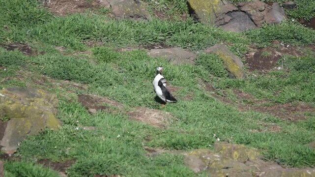 puffins scotland isle of may standing by the burrow sunny birds funny cute