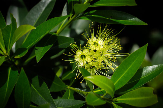 Golden Penda Flower (Xanthostemon chrysanthus) with Bright Yellow Stamens in Tropical Garden
