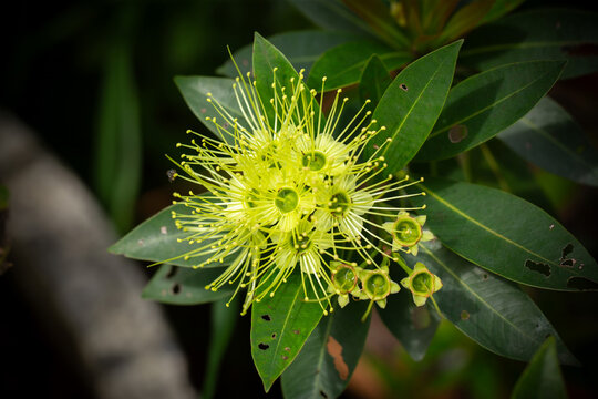 Golden Penda Flower (Xanthostemon chrysanthus) with Bright Yellow Stamens in Tropical Garden