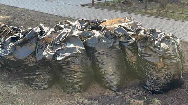 Black garbage bags piled on lawn after spring raking around birch tree near roadside last year dry leaves gathered into bags