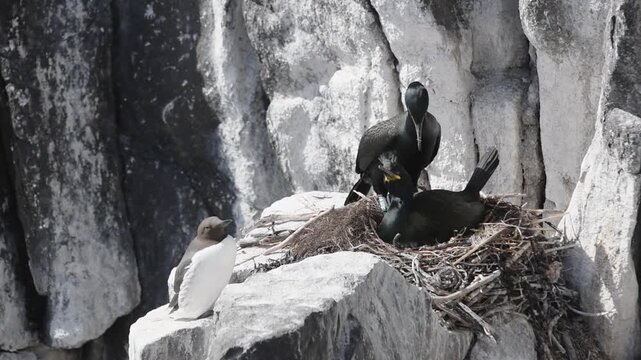 shag black bird nesting on a rocky cliff on a scottish isle of may in bright sunlight