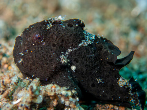 Black painted frogfish