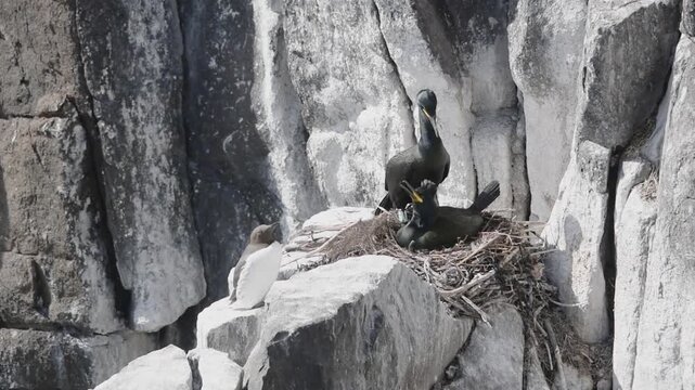 shag black bird nesting on a rocky cliff on a scottish isle of may in bright sunlight