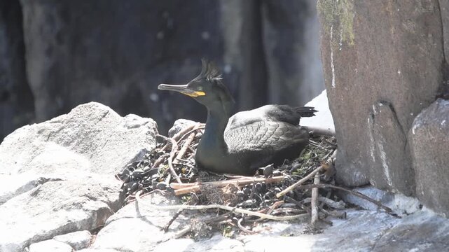 shag black bird nesting on a rocky cliff on a scottish isle of may in bright sunlight
