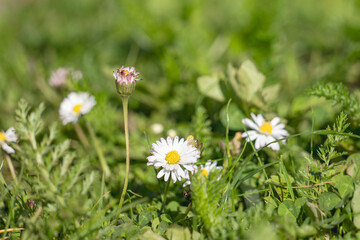 Fototapeta premium Wild Daisies and Closed Bud Growing in Sunny Green Spring Meadow