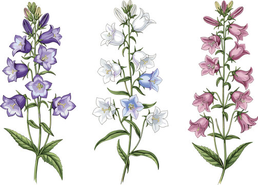 Elegant bellflower botanical illustrations set blooming campanula flowers with leaves vintage style vector design for floral decoration and nature themes