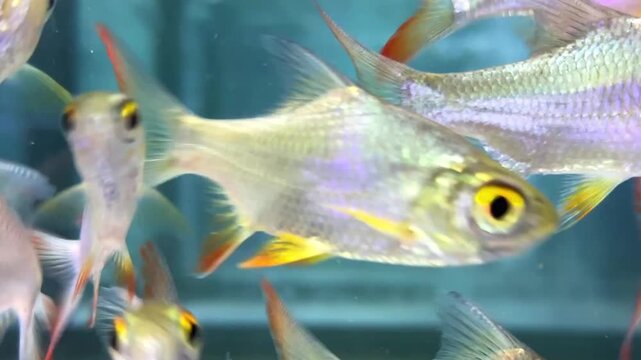 a group of small silver fish with vibrant orange fins and yellow eyes swimming together in an aquarium, suitable for use in educational materials, marketing for pet stores or aquariums, and background