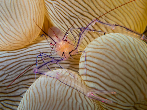 Bubble coral shrimp