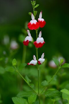 Salvia microphylla 'Hot lips'. Lamiaceae evergreen shrub. It blooms for a long period from spring to autumn, producing beautiful red and white contrasting flowers.
