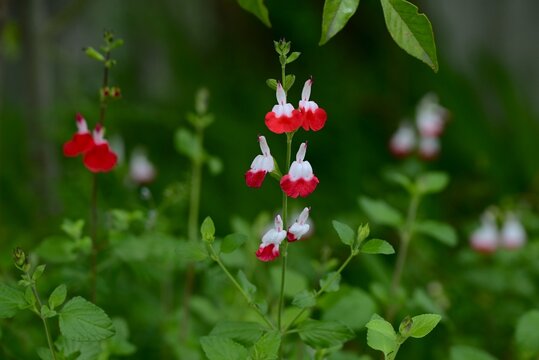 Salvia microphylla 'Hot lips'. Lamiaceae evergreen shrub. It blooms for a long period from spring to autumn, producing beautiful red and white contrasting flowers.