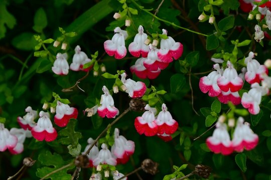 Salvia microphylla 'Hot lips'. Lamiaceae evergreen shrub. It blooms for a long period from spring to autumn, producing beautiful red and white contrasting flowers.