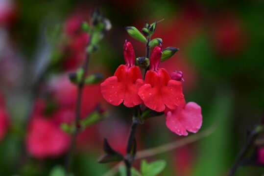 Salvia microphylla 'Hot lips'. Lamiaceae evergreen shrub. It blooms for a long period from spring to autumn, producing beautiful red and white contrasting flowers.