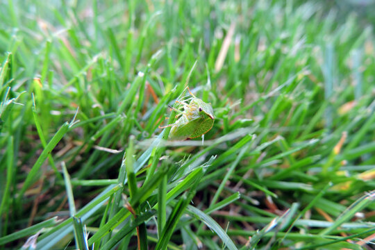 Buffalo treehopper sitting on top of a blade of grass, macro view