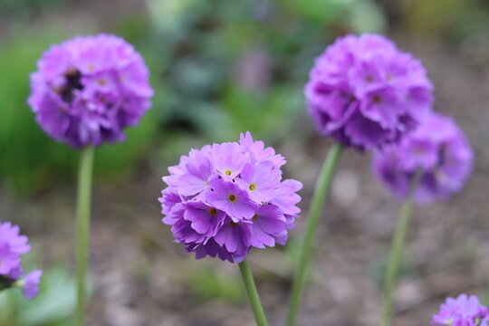 Purple balls of flowers on Primula denticulata