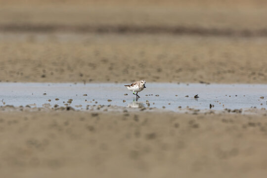 Spoon-billed sandpiper (Calidris pygmaea) at Patibunia Mudflat, South 24 Parganas, West Bengal, India