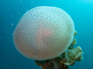 Mosaic jellyfish © Zack's Scuba Diary