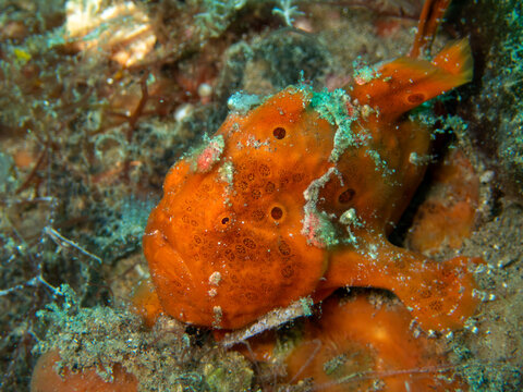 Orange painted frogfish