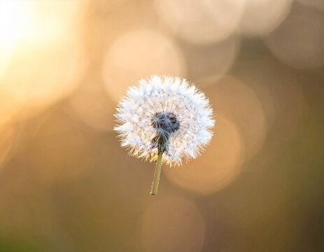 Molinillo y espigas flotando en el aire con luz natural y fondo con bokeh, sensaci&oacute;n de ligereza, suavidad, calma, detalle minimalista, paz interior, belleza natural y atm&oacute;sfera et&eacute;rea