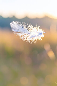 Pluma blanca flotando en el aire con luz natural y fondo de naturaleza con bokeh, sensaci&oacute;n de ligereza, suavidad, calma, detalle minimalista, paz interior, belleza natural y atm&oacute;sfera et&eacute;rea