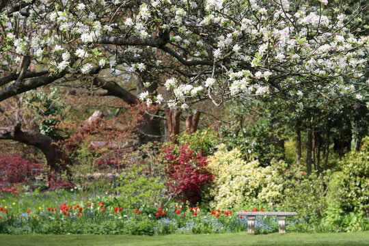 View across a garden in spring