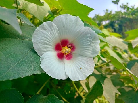 Hibiscus (shoe flower), this flower has the characteristic of large white petals with a striking dark red or maroon center
