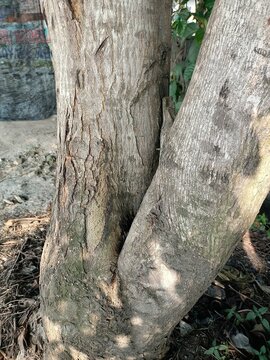 Angsana tree trunk (Pterocarpus indicus): Known as a popular shade tree in Indonesia with its grooved and cracked bark