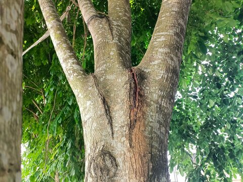 Angsana tree (Pterocarpus indicus). This tree is known to produce high-quality wood and is often planted as a shade tree.