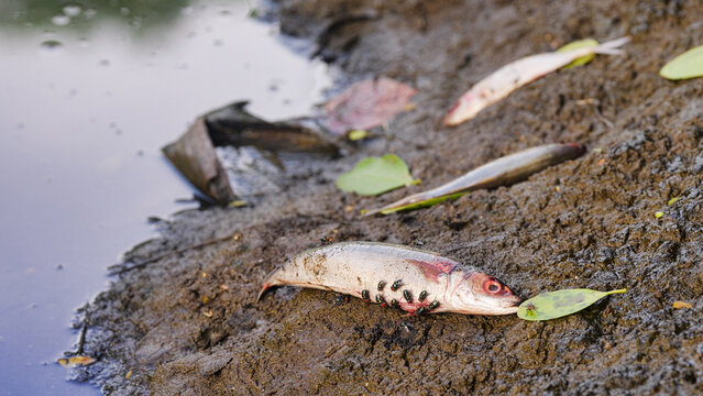 Dead fish in polluted toxic river, dirty stream, water pollution concept, green bottle flies feeding and laying eggs on decaying animals, bali, indonesia, southeast asia