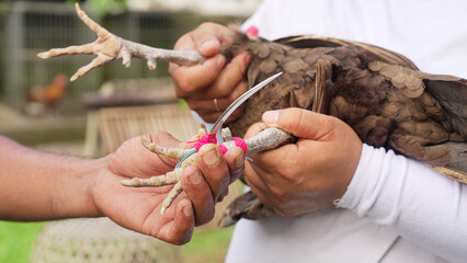 knife tied onto chicken or rooster leg for cock fight, cockfighting in Bali, Indonesia, southeast asia © Spice Footage