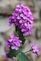 Fototapeta premium Pink honesty or lunaria annua flowers