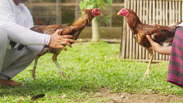 cockfighting face-off or showing, a pre-fight ritual to provoke the chickens to build aggression before the match begins in Bali, Indonesia, Southeast asia