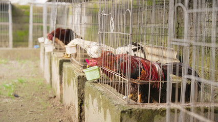 cockfighting chicken birds eating in birdcages or cages in bali, indonesia, southeast asia © Spice Footage