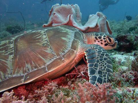 Green Turtle