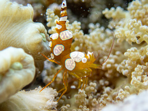 Sexy shrimp