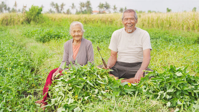 Husband and wife asian vegetable farmer in southeast asia, harvested water spinach or kangkung, sickle in hand, portrait smiling looking at camera, old couple on farm in bali, indonesia, grey hair 